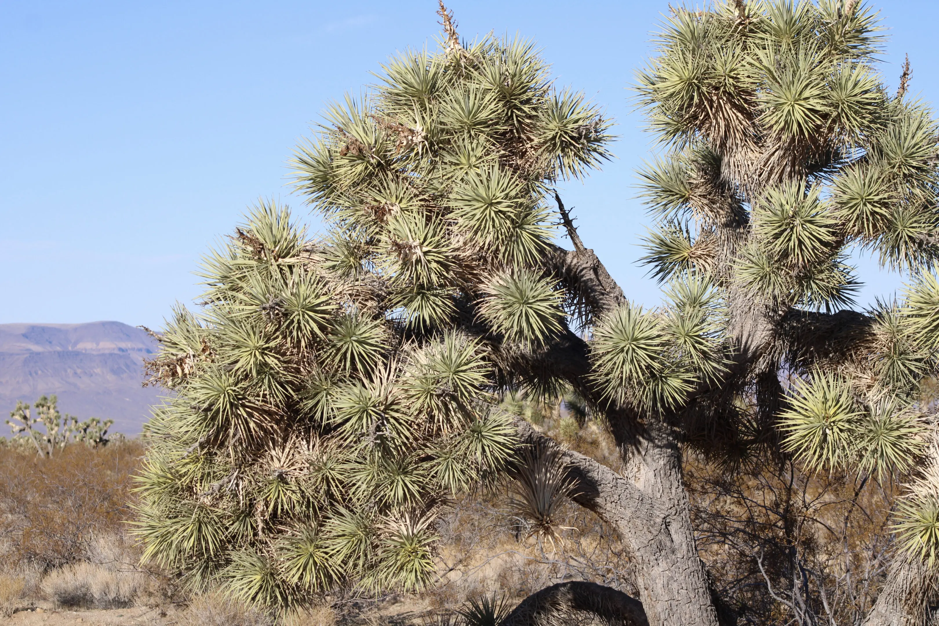 A tree with many branches and leaves on it