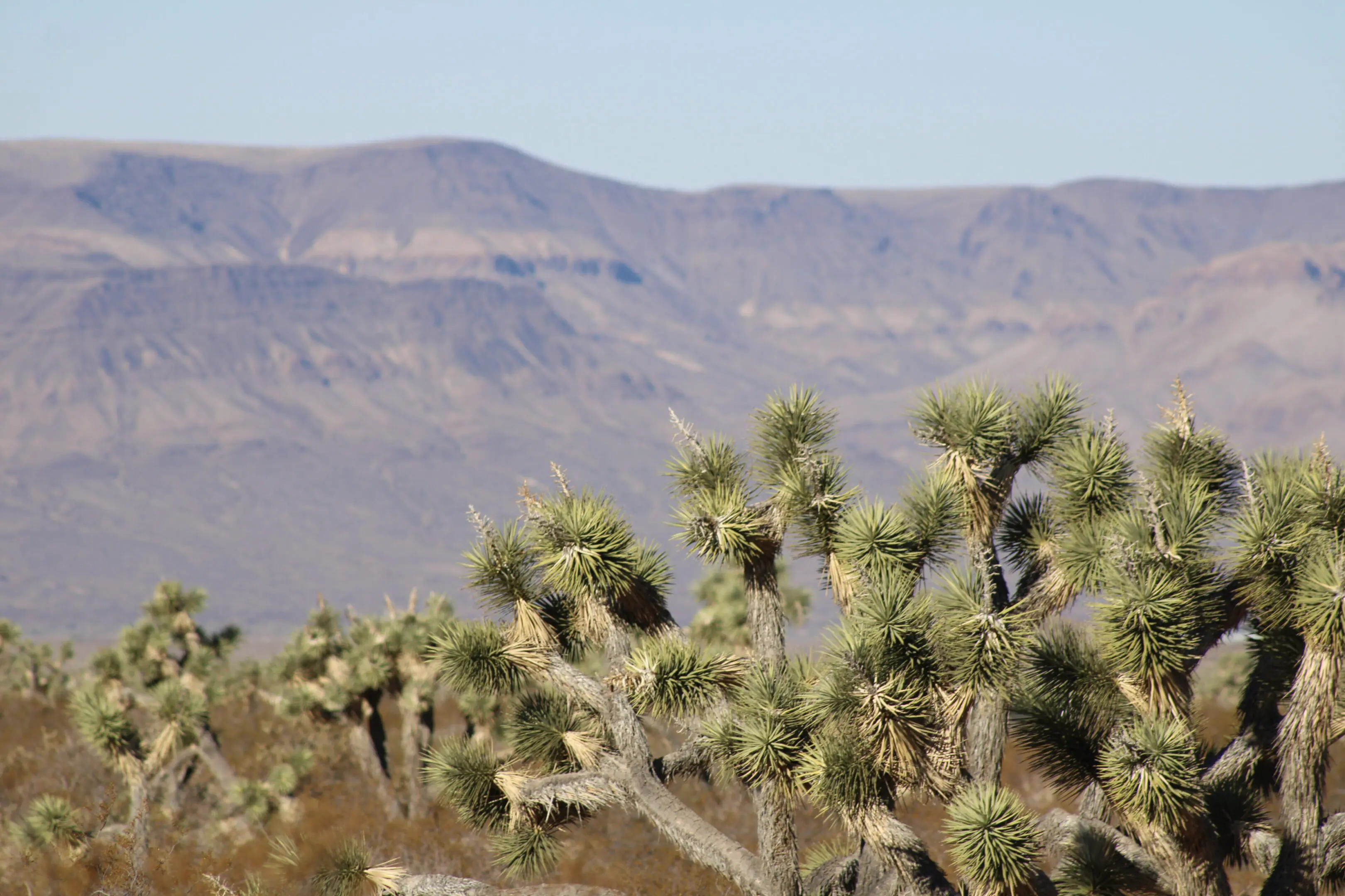 A view of mountains and trees from the ground.