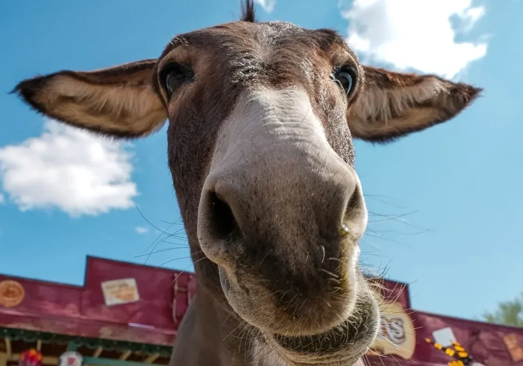 A close up of the face and head of a donkey.